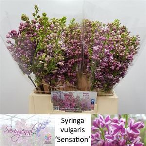 LILAS VULG SENSATION 40